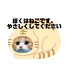 世界一かわいい赤ちゃんねこ2（個別スタンプ：1）