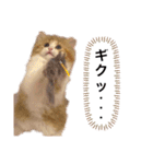 世界一かわいい赤ちゃんねこ2（個別スタンプ：2）