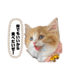 世界一かわいい赤ちゃんねこ2（個別スタンプ：5）