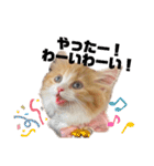 世界一かわいい赤ちゃんねこ2（個別スタンプ：6）