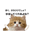 世界一かわいい赤ちゃんねこ2（個別スタンプ：7）