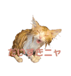 世界一かわいい赤ちゃんねこ2（個別スタンプ：8）
