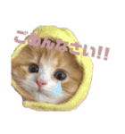 世界一かわいい赤ちゃんねこ2（個別スタンプ：9）