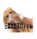 世界一かわいい赤ちゃんねこ2（個別スタンプ：10）