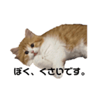 世界一かわいい赤ちゃんねこ2（個別スタンプ：11）
