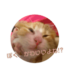 世界一かわいい赤ちゃんねこ2（個別スタンプ：12）