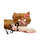 世界一かわいい赤ちゃんねこ2（個別スタンプ：13）