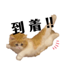世界一かわいい赤ちゃんねこ2（個別スタンプ：14）