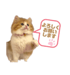 世界一かわいい赤ちゃんねこ2（個別スタンプ：15）