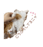 世界一かわいい赤ちゃんねこ2（個別スタンプ：16）