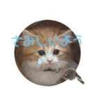 世界一かわいい赤ちゃんねこ2（個別スタンプ：17）