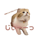 世界一かわいい赤ちゃんねこ2（個別スタンプ：18）