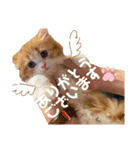 世界一かわいい赤ちゃんねこ2（個別スタンプ：19）