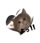 世界一かわいい赤ちゃんねこ2（個別スタンプ：21）
