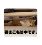 世界一かわいい赤ちゃんねこ2（個別スタンプ：23）