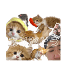 世界一かわいい赤ちゃんねこ2（個別スタンプ：30）