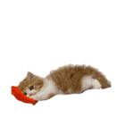 世界一かわいい赤ちゃんねこ2（個別スタンプ：36）