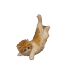 世界一かわいい赤ちゃんねこ2（個別スタンプ：37）