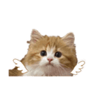 世界一かわいい赤ちゃんねこ2（個別スタンプ：38）