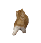 世界一かわいい赤ちゃんねこ2（個別スタンプ：40）