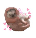 ハリネズミきなこちゃん♡（個別スタンプ：1）