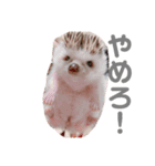 ハリネズミきなこちゃん♡（個別スタンプ：6）