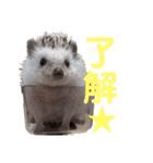 ハリネズミきなこちゃん♡（個別スタンプ：14）