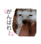 ハリネズミきなこちゃん♡（個別スタンプ：16）