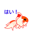 金魚のスタンプ（個別スタンプ：12）