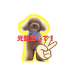 小さいプードルマシューくん（個別スタンプ：1）