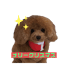 小さいプードルマシューくん（個別スタンプ：3）