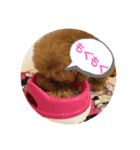 小さいプードルマシューくん（個別スタンプ：5）