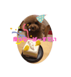 小さいプードルマシューくん（個別スタンプ：7）