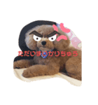 小さいプードルマシューくん（個別スタンプ：8）