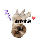 シーズーわさびくん（個別スタンプ：1）