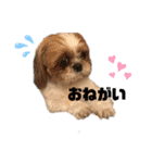シーズーわさびくん（個別スタンプ：3）