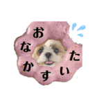 シーズーわさびくん（個別スタンプ：4）