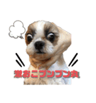 シーズーわさびくん（個別スタンプ：7）