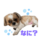 シーズーわさびくん（個別スタンプ：10）