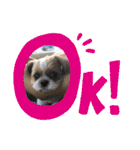 シーズーわさびくん（個別スタンプ：18）