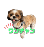 シーズーわさびくん（個別スタンプ：20）