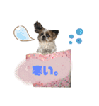シーズーわさびくん（個別スタンプ：29）