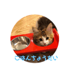 暑がり（個別スタンプ：8）
