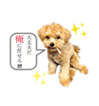 リアルDOG ある＆りん①（個別スタンプ：1）