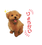 リアルDOG ある＆りん①（個別スタンプ：3）
