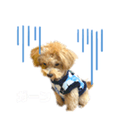 リアルDOG ある＆りん①（個別スタンプ：8）