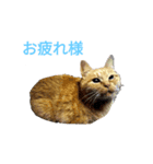 茶トラ まろん（個別スタンプ：5）