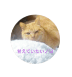 茶トラ まろん（個別スタンプ：7）