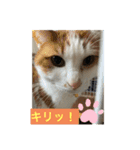 月ときどき太陽（個別スタンプ：6）