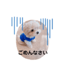 マルプーのシンプルスタンプ（個別スタンプ：7）